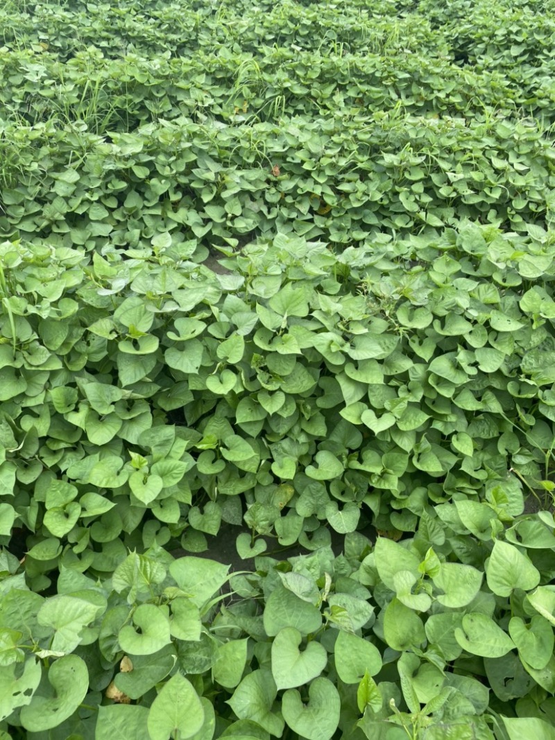 (热销)济薯26板栗红薯苗
