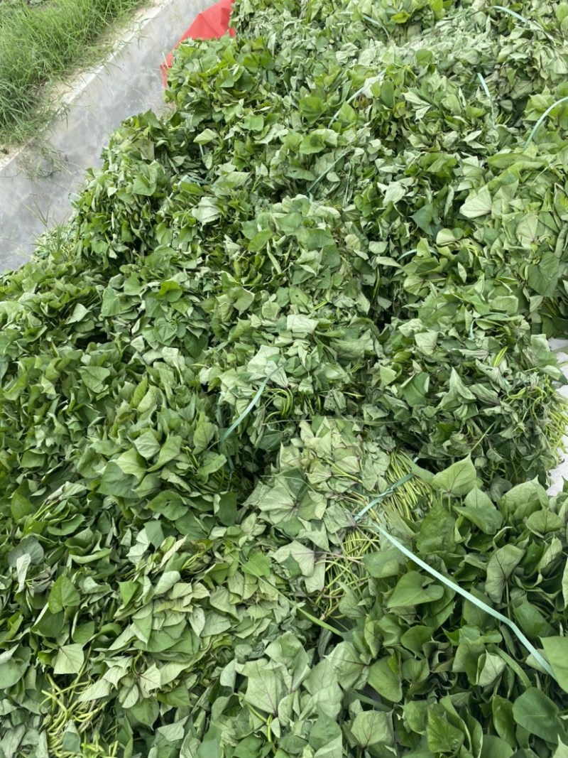 (热销)济薯26板栗红薯苗