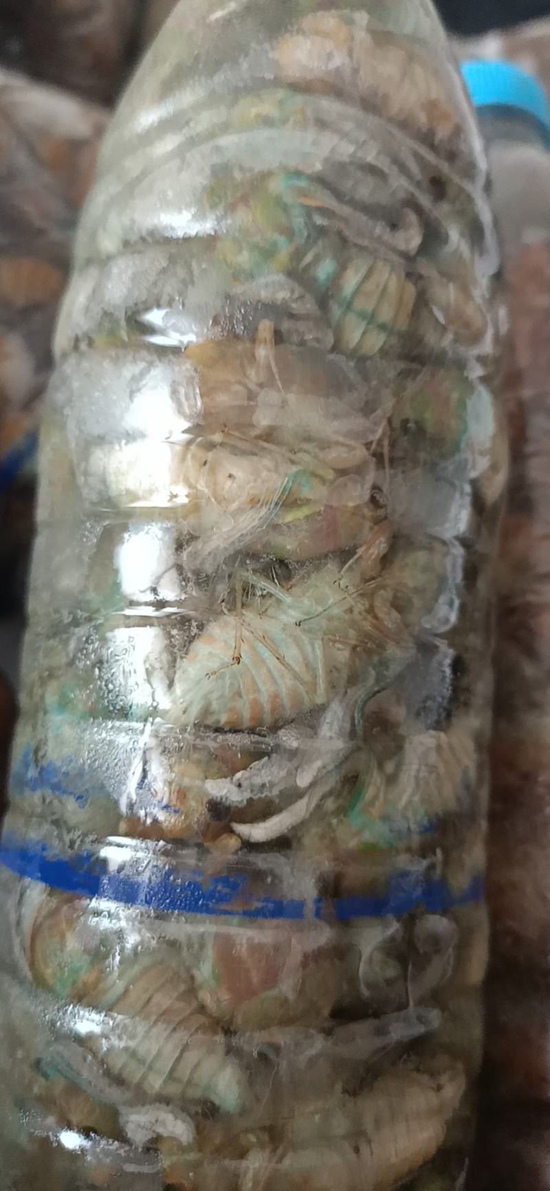 纯野生。金蝉有点小