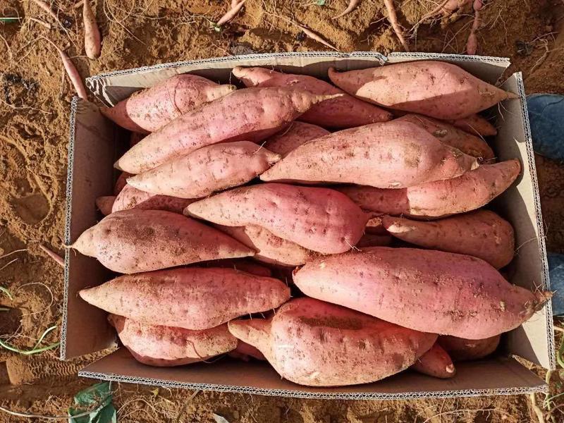 河南红薯精品西瓜红红薯大量上市货源充足价格便宜