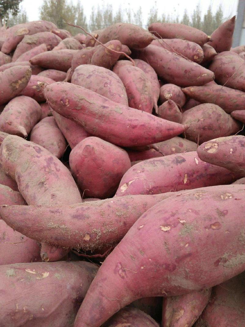 河南红薯精品西瓜红红薯大量上市货源充足价格便宜