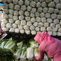 黄心白菜宁夏白菜净菜干净按需装车发货实报实价欢迎联系