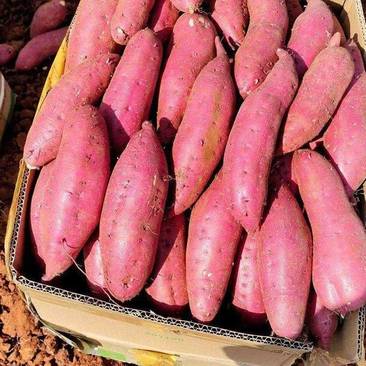 河南西瓜红红薯大量上市诚信经营现挖现发全国发货