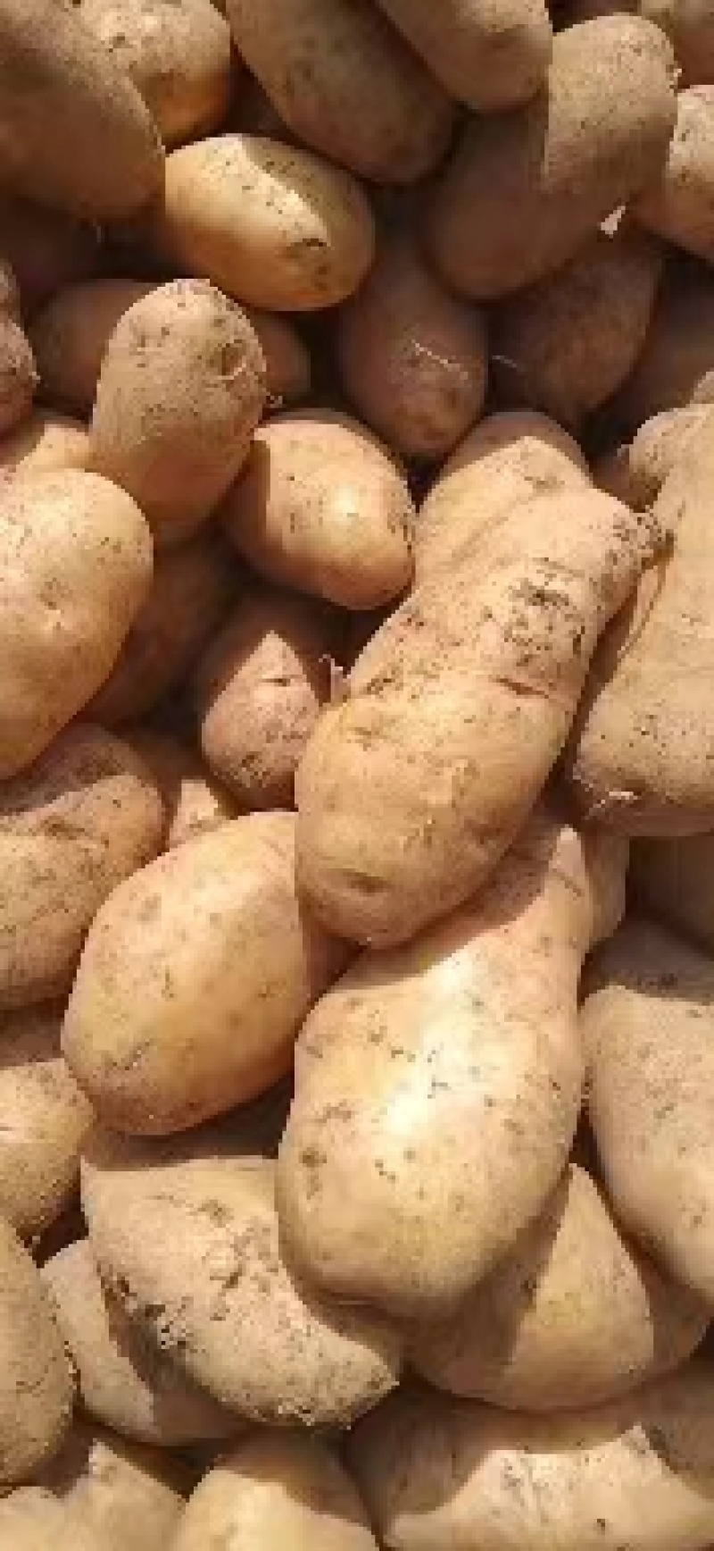 黄心青薯9号土豆威宁大量出，批发学校，超市等等。