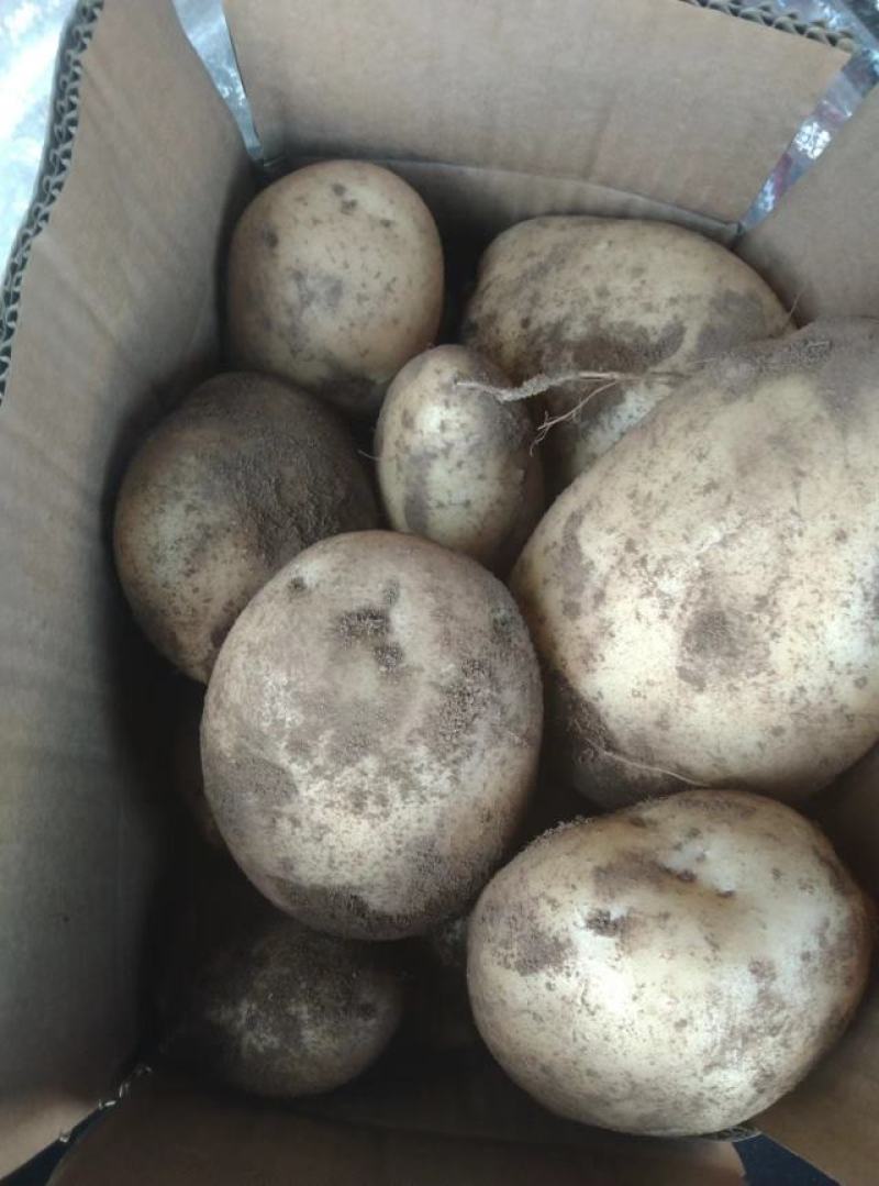 黄心青薯9号土豆威宁大量出，批发学校，超市等等。
