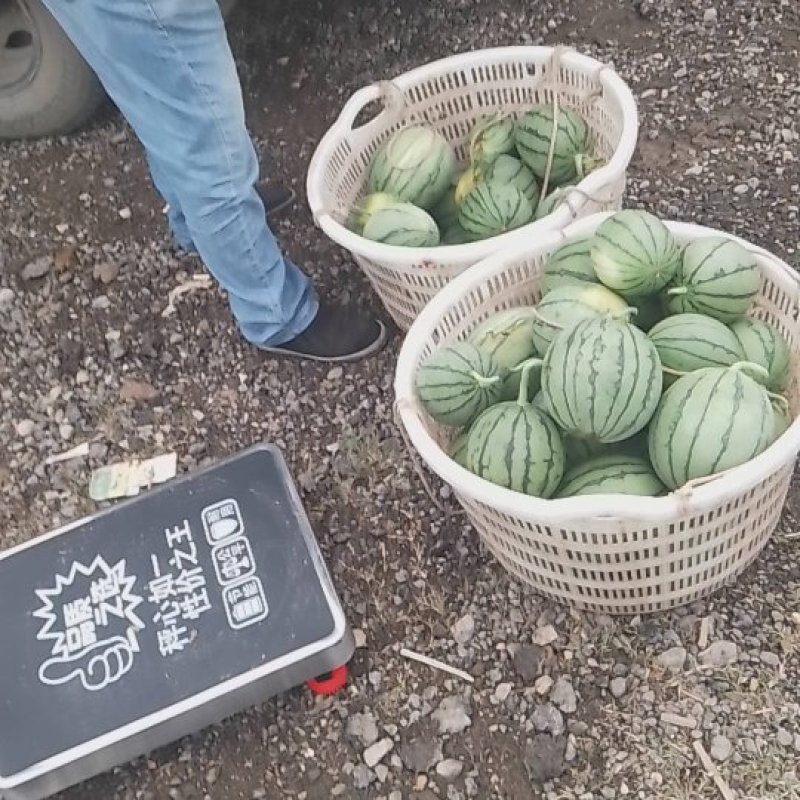 湖北江夏：早春红玉有货！欢迎全国客商订购！