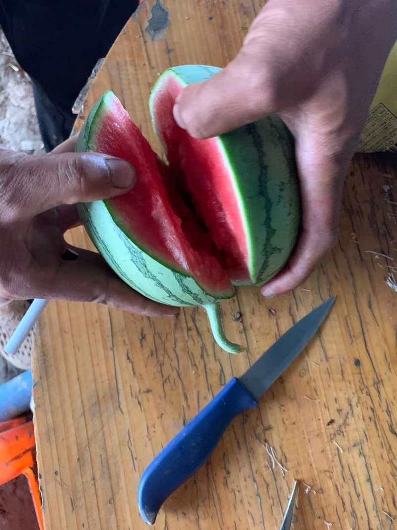 湖北江夏：早春红玉有货！欢迎全国客商订购！