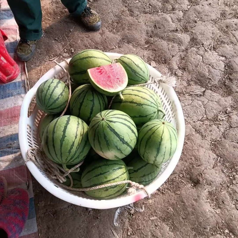 湖北江夏：早春红玉有货！欢迎全国客商订购！