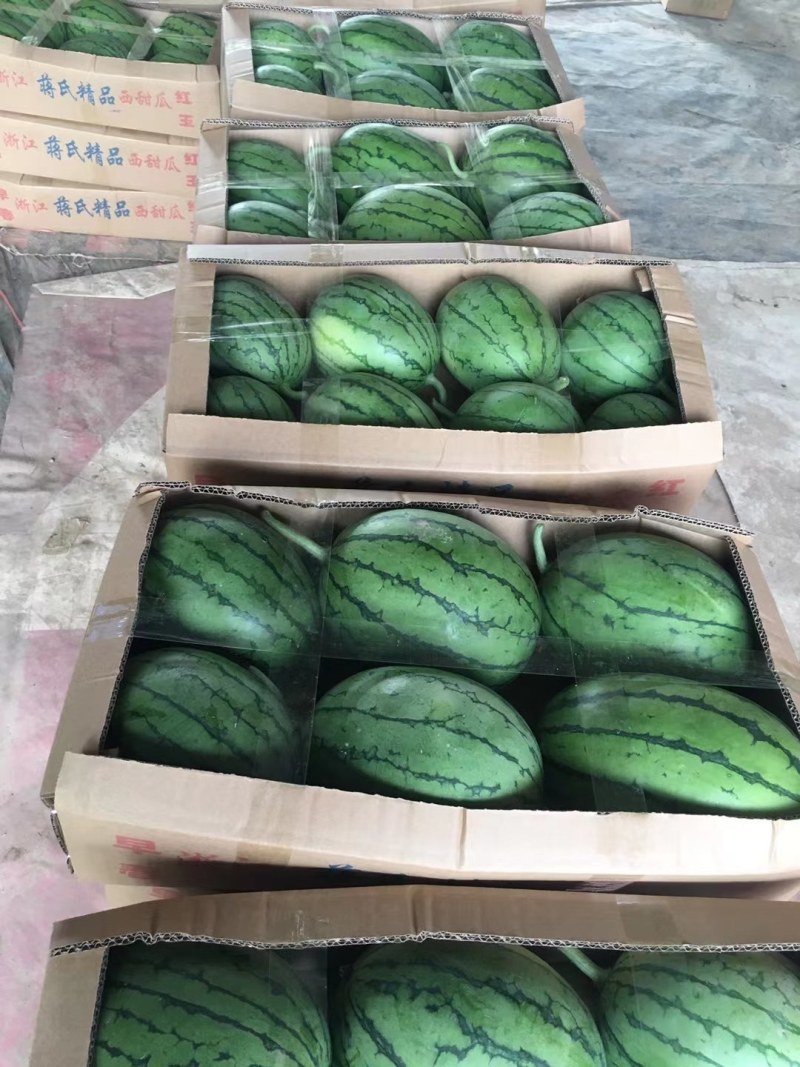 湖北江夏：早春红玉有货！欢迎全国客商订购！