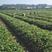 甜宝草莓苗基地现挖现发保质量保纯度可实地考察