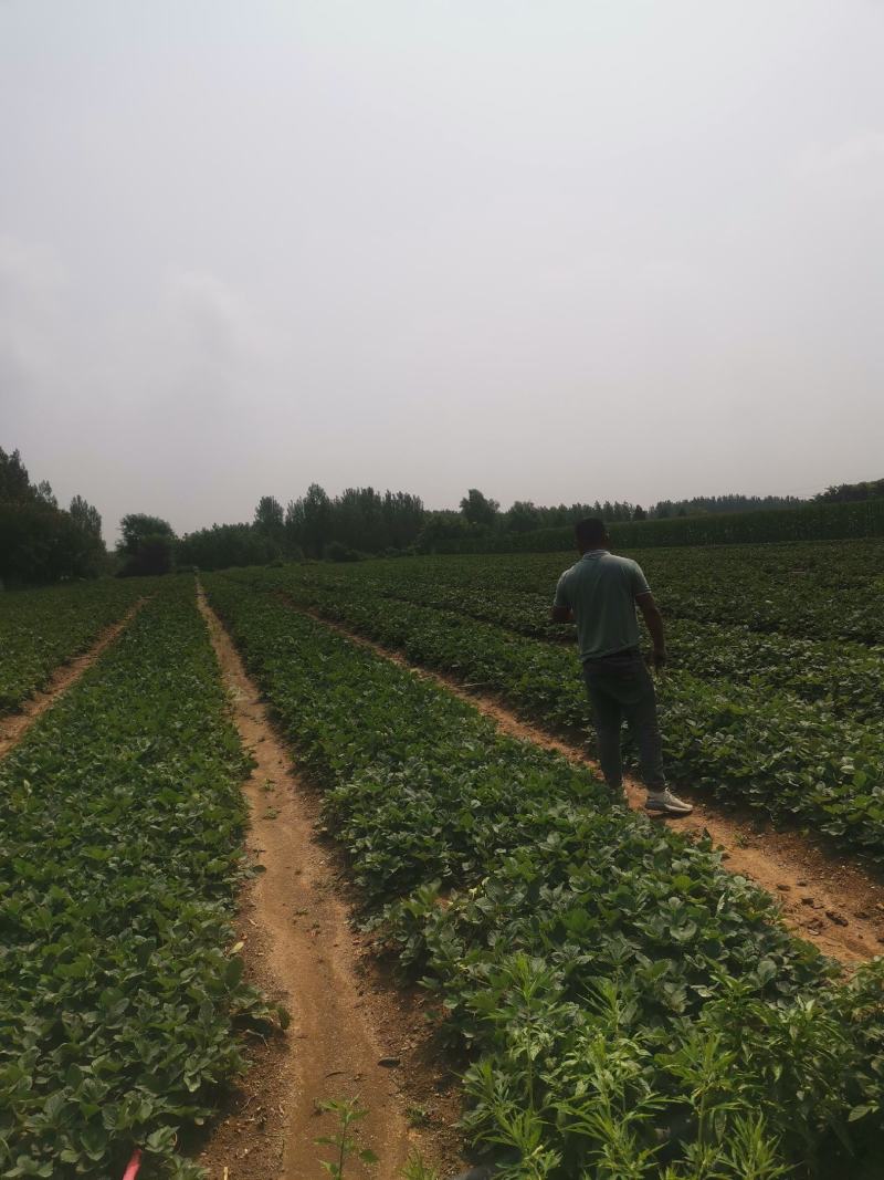 甜宝草莓苗基地现挖现发保质量保纯度可实地考察