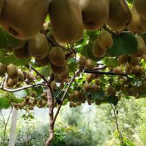 寻找碧玉猕猴桃收购商，本村很多种植的，严重滞销