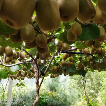 碧玉猕猴桃大量上市，支持电商一件代发