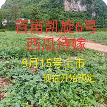 百亩凯旋6号西瓜待嫁，9月15号上市