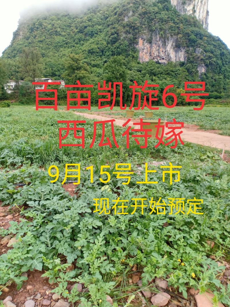 百亩凯旋6号西瓜待嫁，9月15号上市