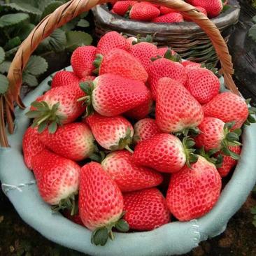 天仙醉草莓苗保质量保纯度基地现挖现发量大优惠