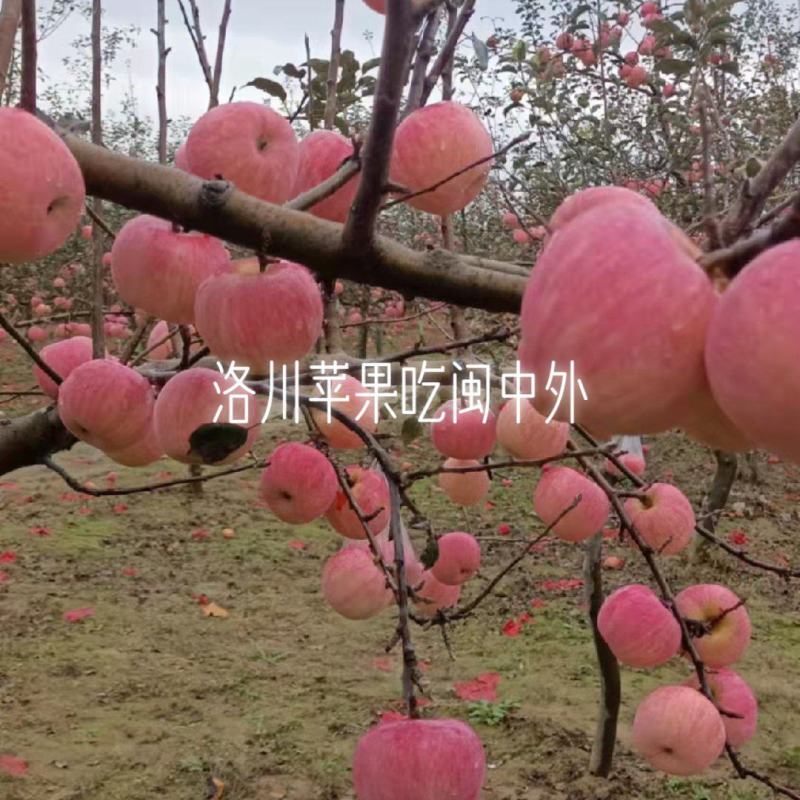 陕西洛川苹果