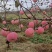 陕西洛川苹果