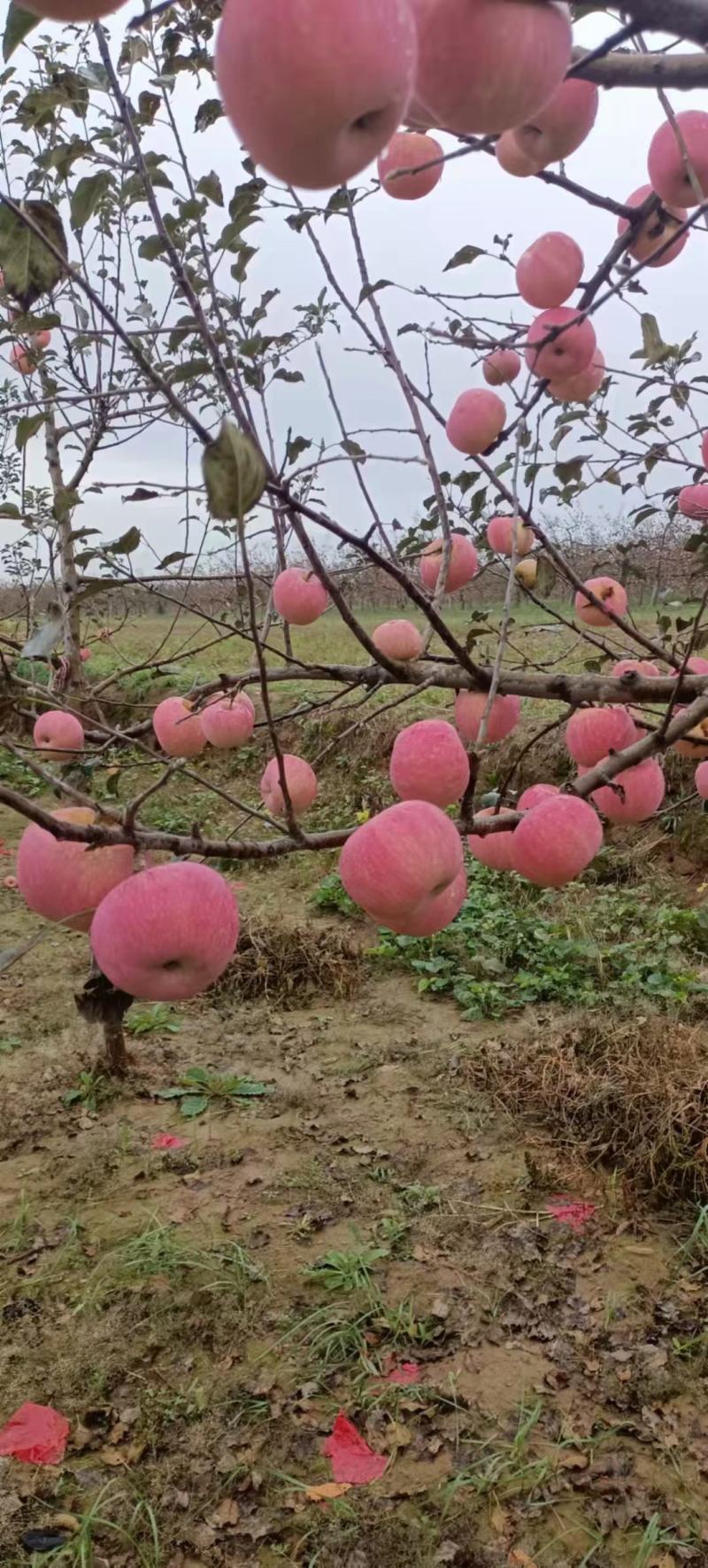 陕西洛川苹果