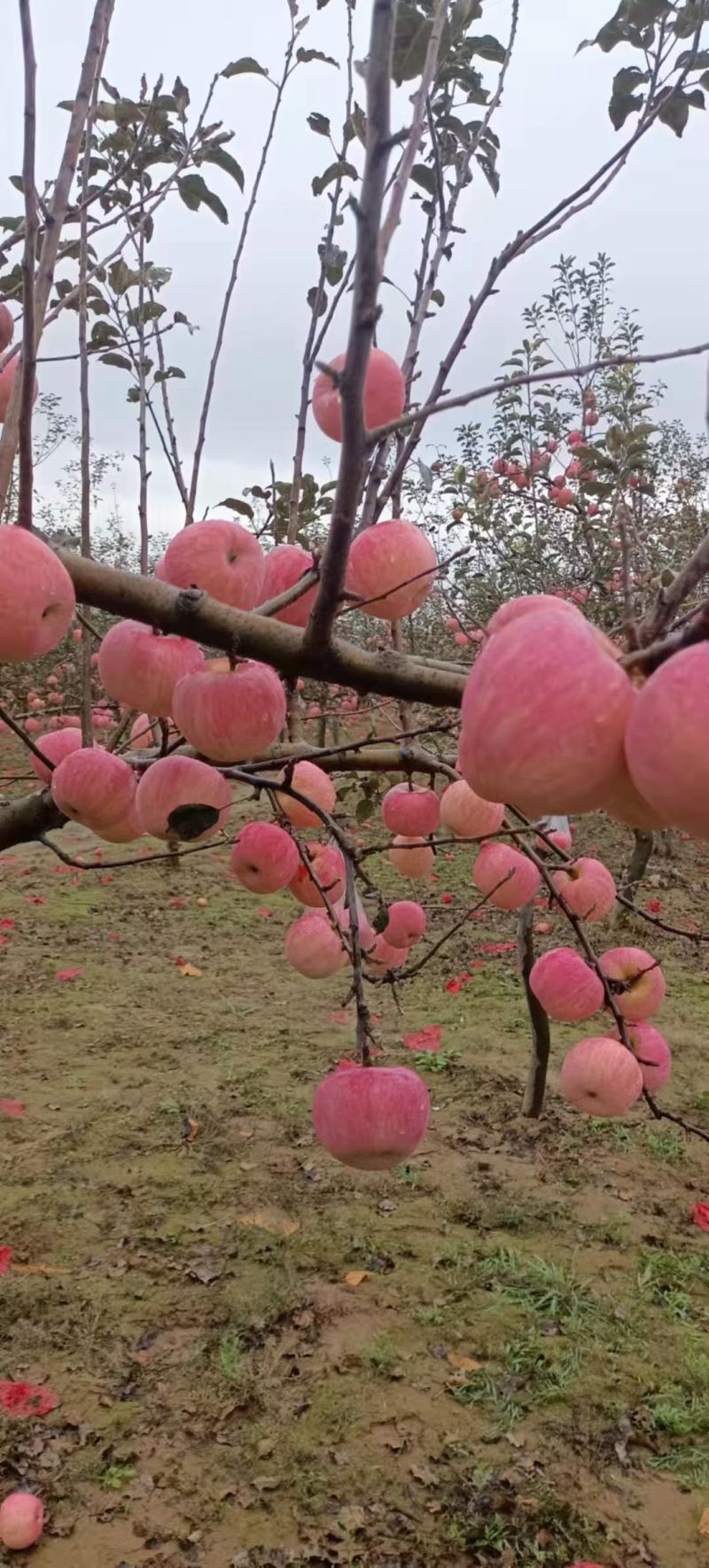 陕西洛川苹果