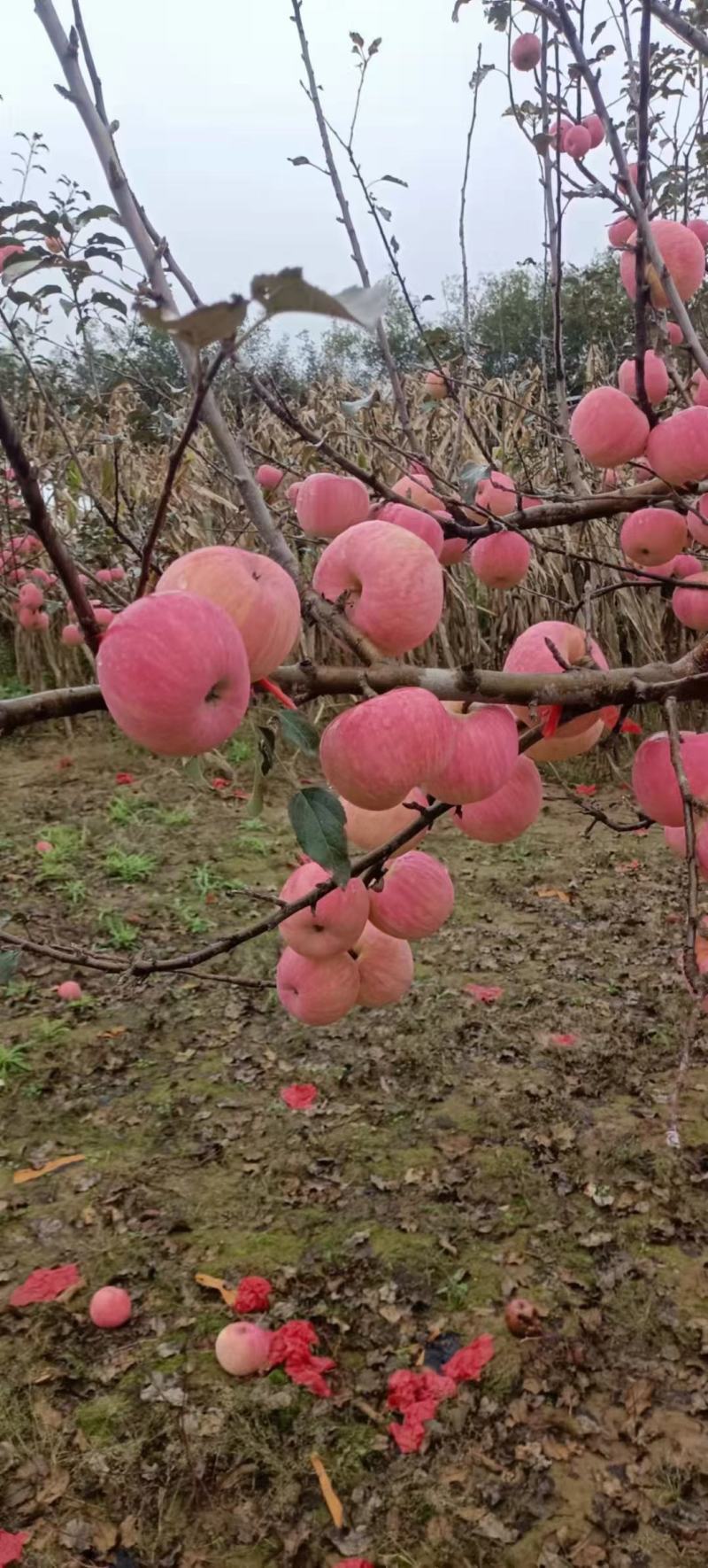 陕西洛川苹果