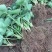 天仙醉草莓苗保质量保纯度基地现挖现发量大优惠