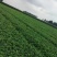 天仙醉草莓苗保质量保纯度基地现挖现发量大优惠