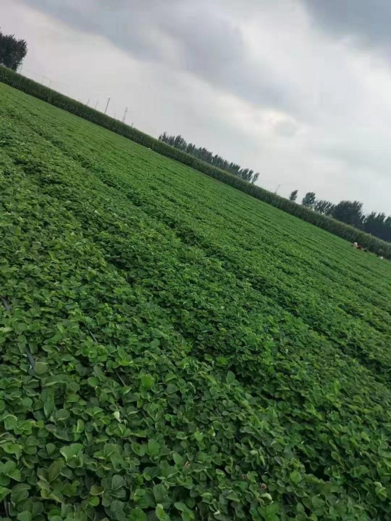 天仙醉草莓苗保质量保纯度基地现挖现发量大优惠