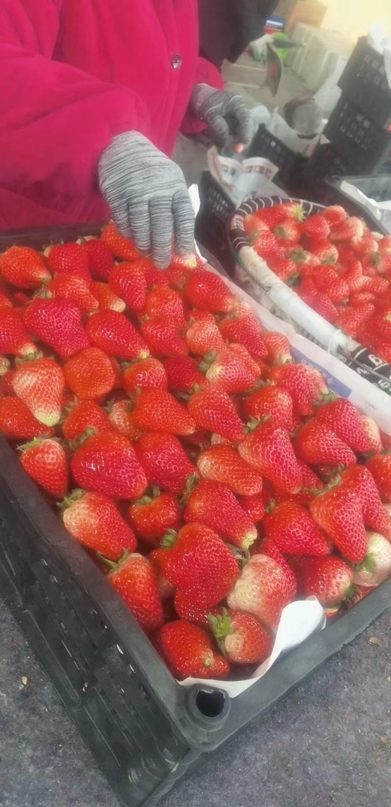 天仙醉草莓苗保质量保纯度基地现挖现发量大优惠