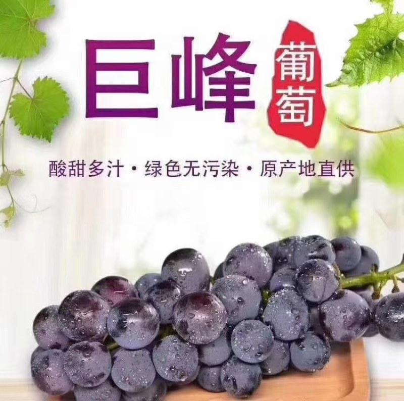 葡萄