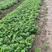 天仙醉草莓苗保质量保纯度基地现挖现发量大优惠
