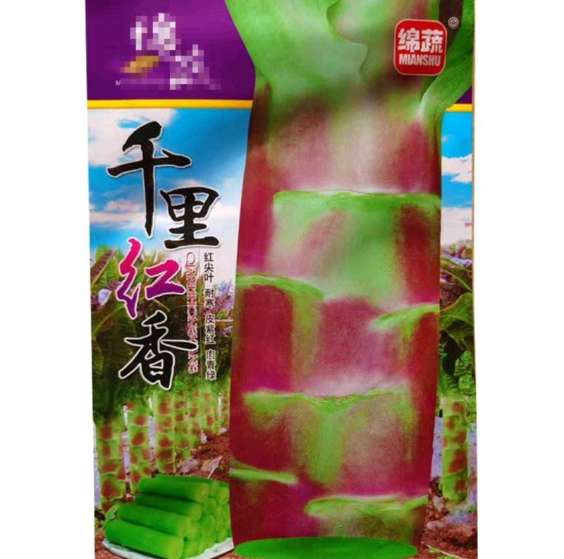 千里红香莴笋种子红尖叶耐寒皮紫红肉青绿晚秋冬季种植
