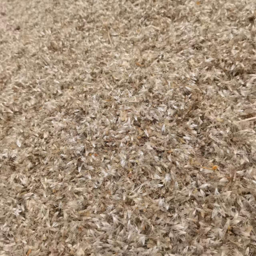 天人菊种子