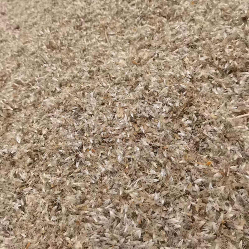 天人菊种子
