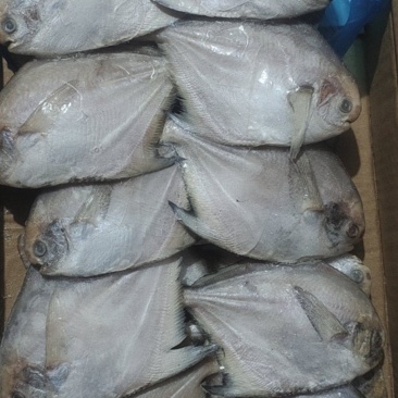 鲳鱼，礼品包装小鲳鱼一盒20条净重4斤多小白鲳鱼