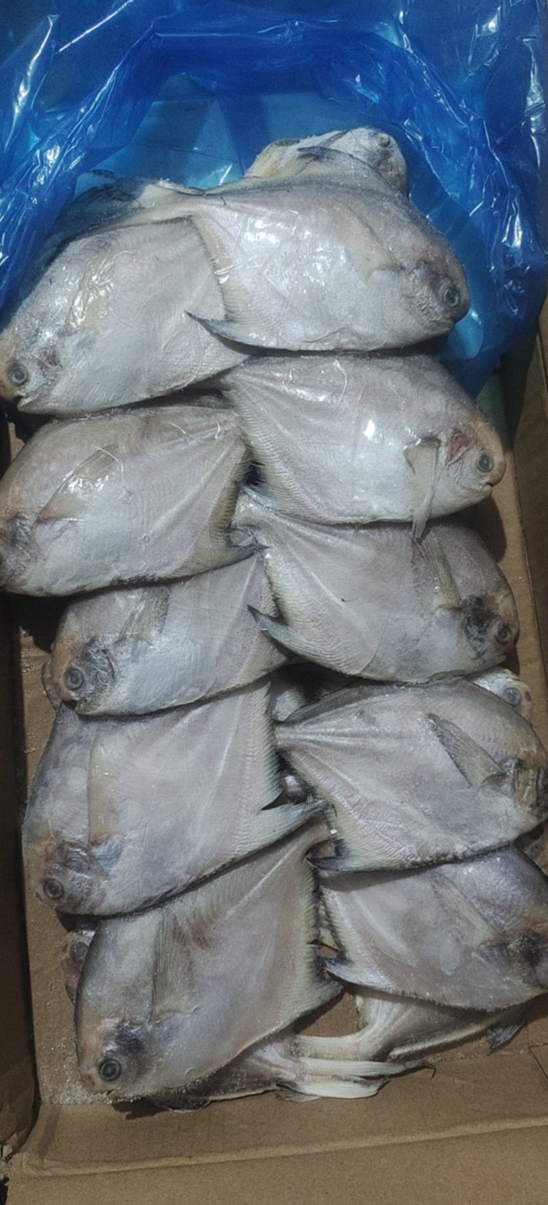 鲳鱼，礼品包装小鲳鱼一盒20条净重4斤多小白鲳鱼