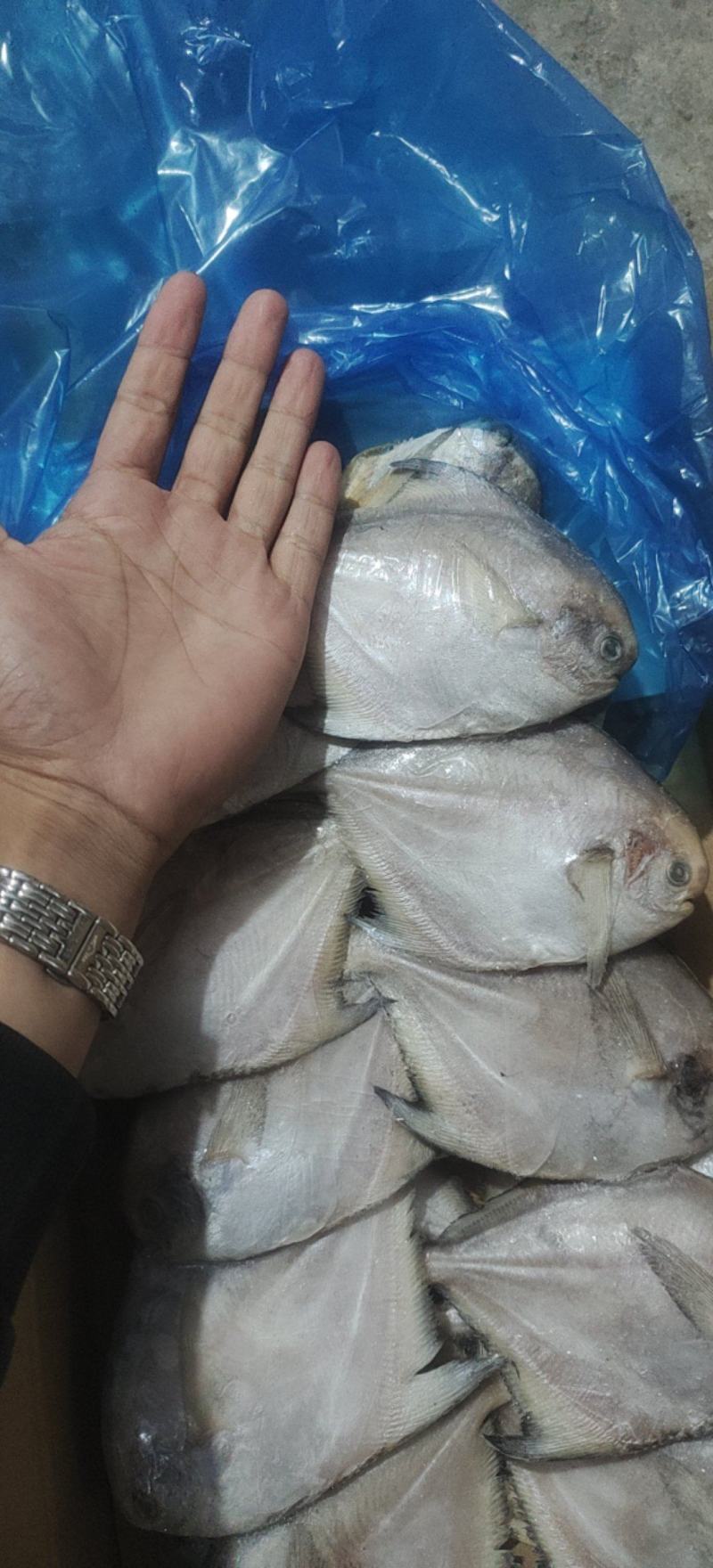 鲳鱼，礼品包装小鲳鱼一盒20条净重4斤多小白鲳鱼
