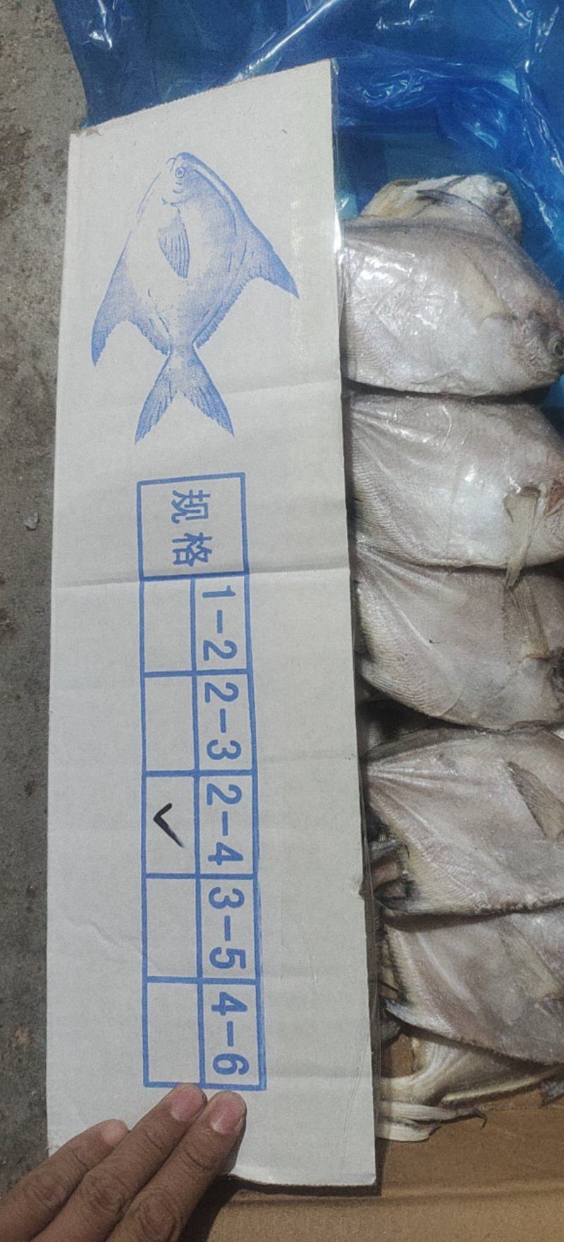 鲳鱼，礼品包装小鲳鱼一盒20条净重4斤多小白鲳鱼