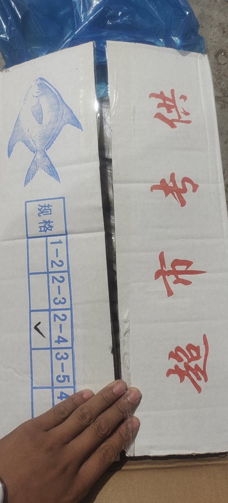 鲳鱼，礼品包装小鲳鱼一盒20条净重4斤多小白鲳鱼