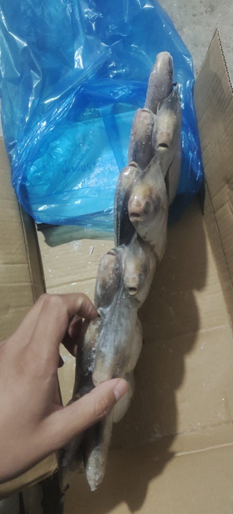鲳鱼，礼品包装小鲳鱼一盒20条净重4斤多小白鲳鱼
