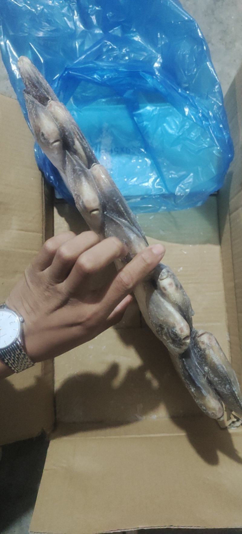 鲳鱼，礼品包装小鲳鱼一盒20条净重4斤多小白鲳鱼