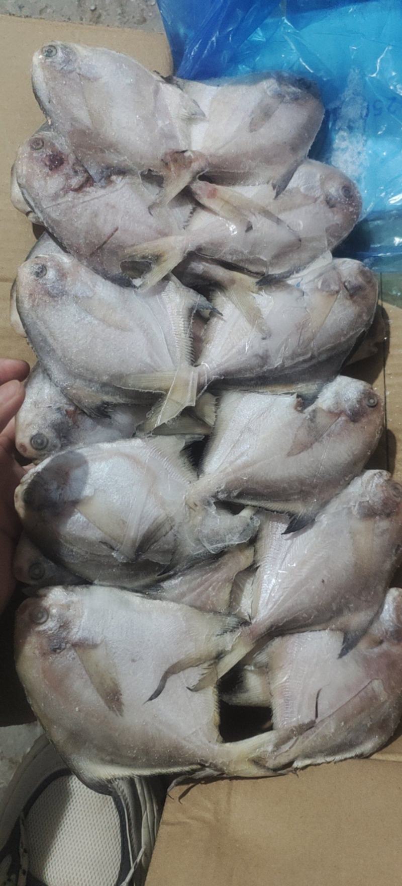 鲳鱼，礼品包装小鲳鱼一盒20条净重4斤多小白鲳鱼
