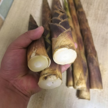 新鲜竹笋大量上市