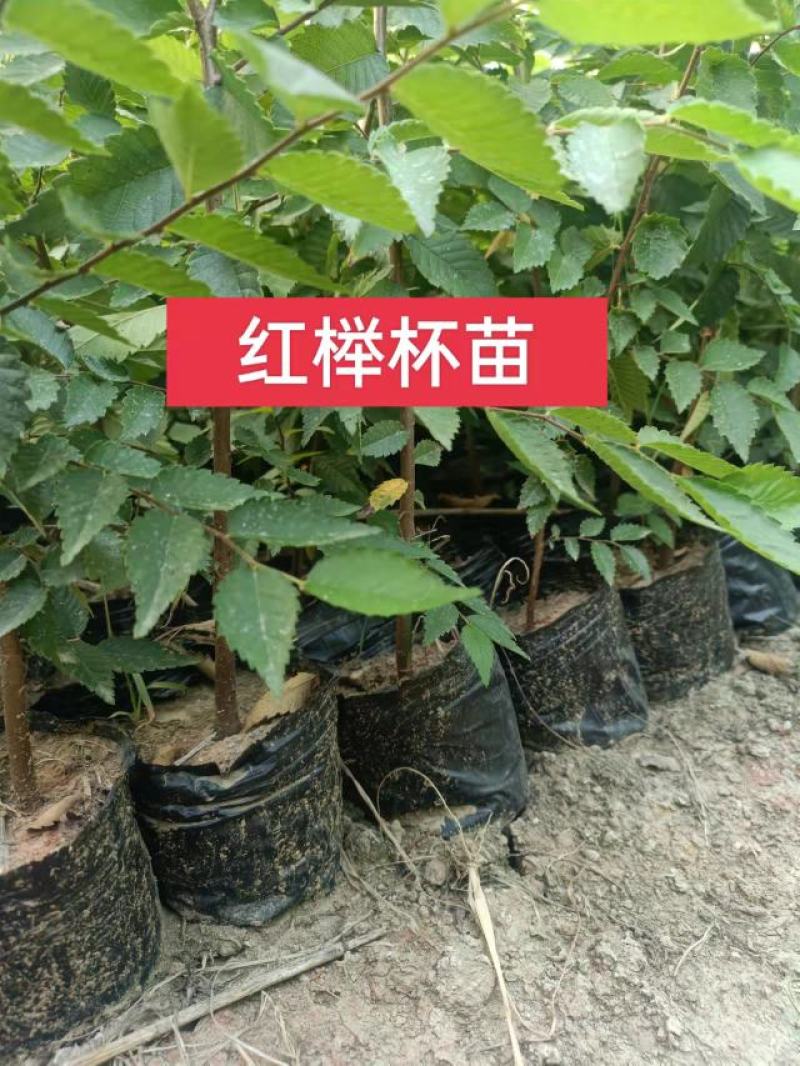 杯苗榉树杯苗容器苗高度70公分-1.2米苗圃发货