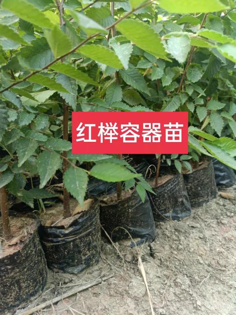 杯苗榉树杯苗容器苗高度70公分-1.2米苗圃发货
