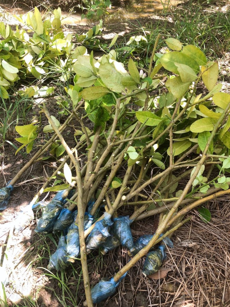 柠檬苗