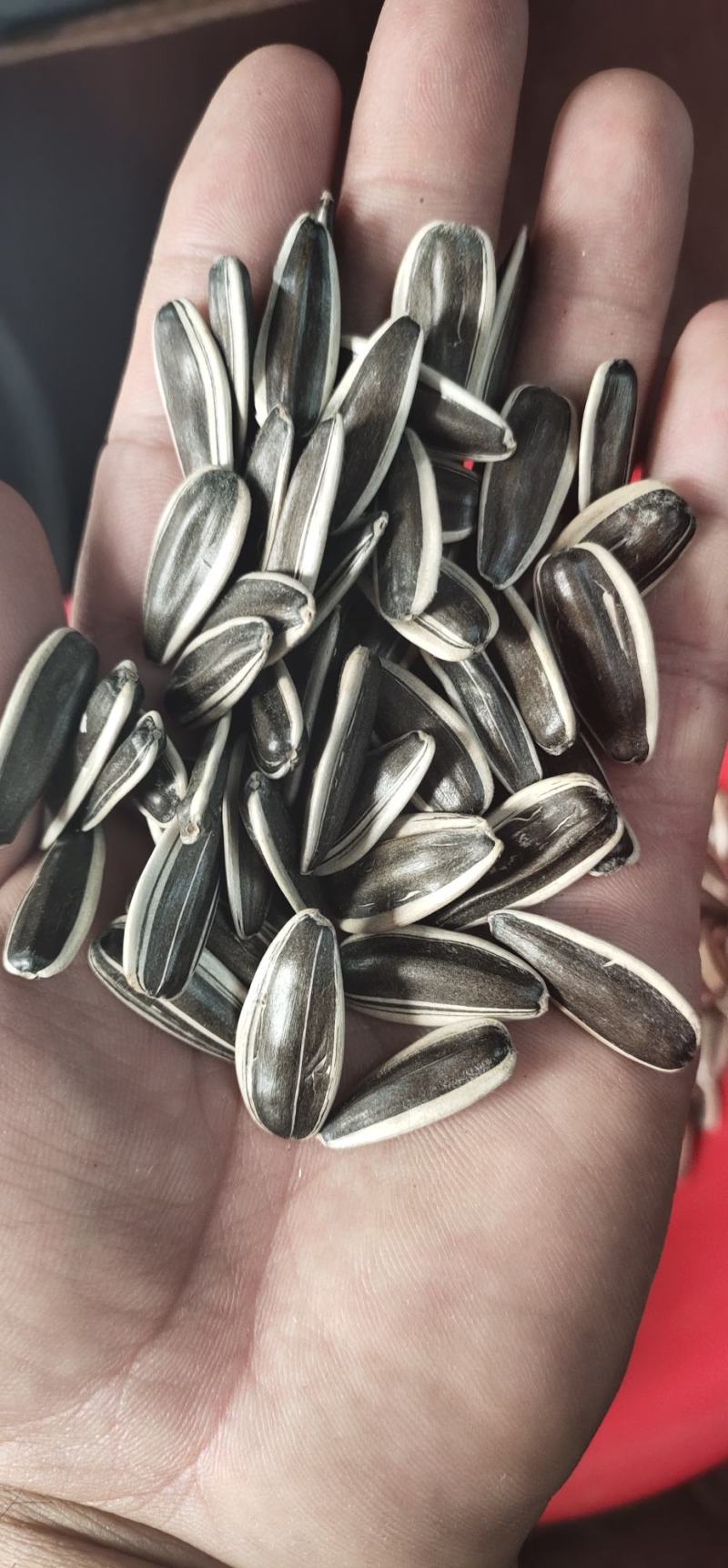 新疆阿勒泰地区食葵金河8号千粒200