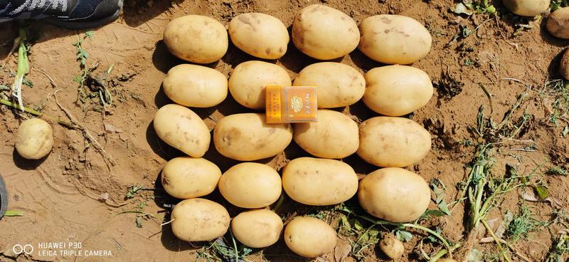 内蒙沃土5号黄皮黄心土豆，产地直发，优质货源，诚信经营