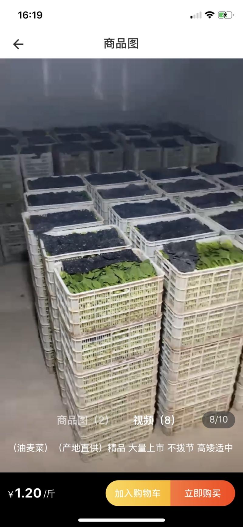 精品油麦菜山东曹县种植基地常年供应可捆绑