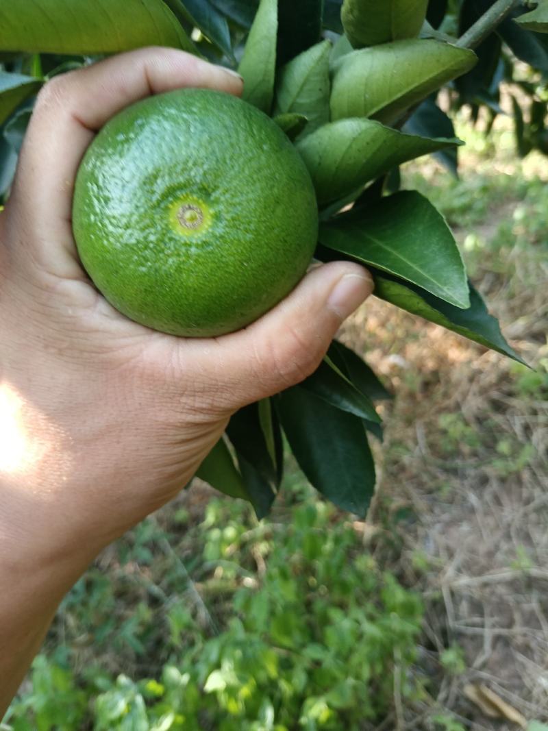 精品特早蜜橘，中熟蜜橘，口味纯正，无农药残留